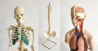 Anatomie Modelle