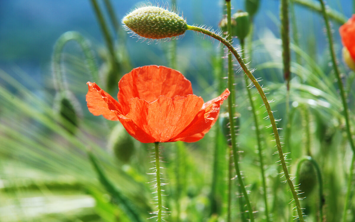 Mohn-1 Mohnblumen