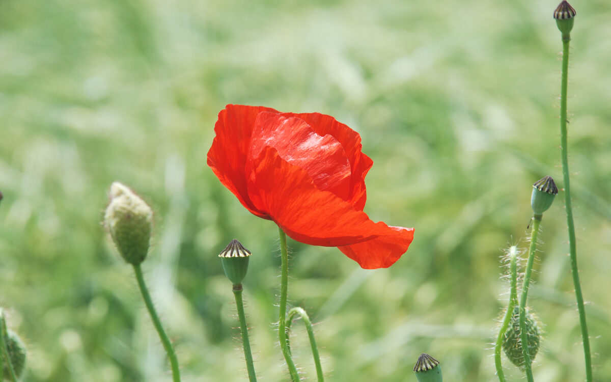 Mohn-2 Mohnblumen