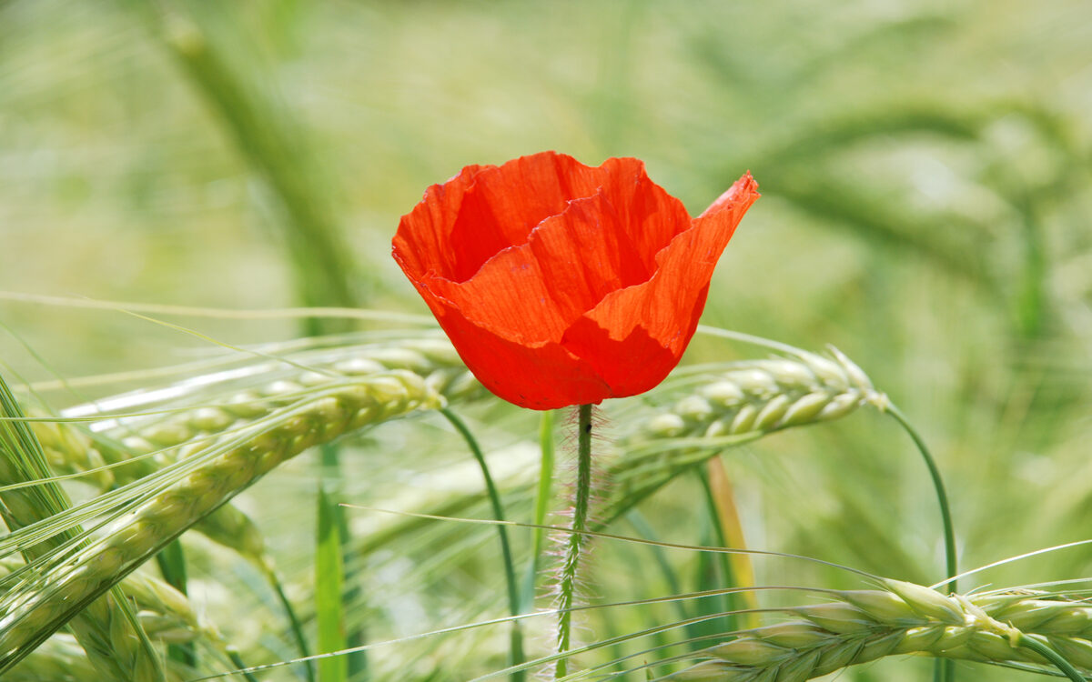 Mohn-3 Mohnblumen