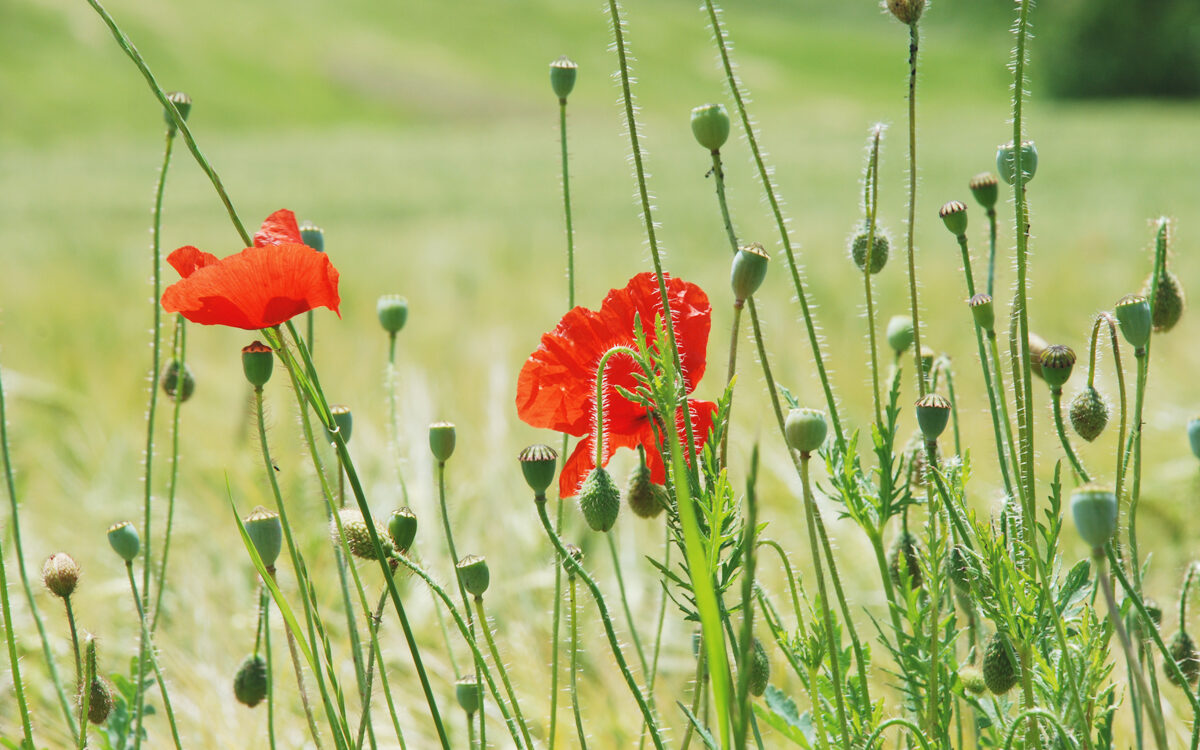 Mohn-4 Mohnblumen