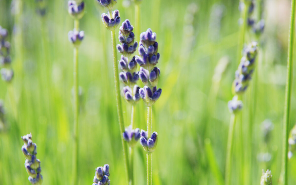 lavendel-I Lavendelblüten
