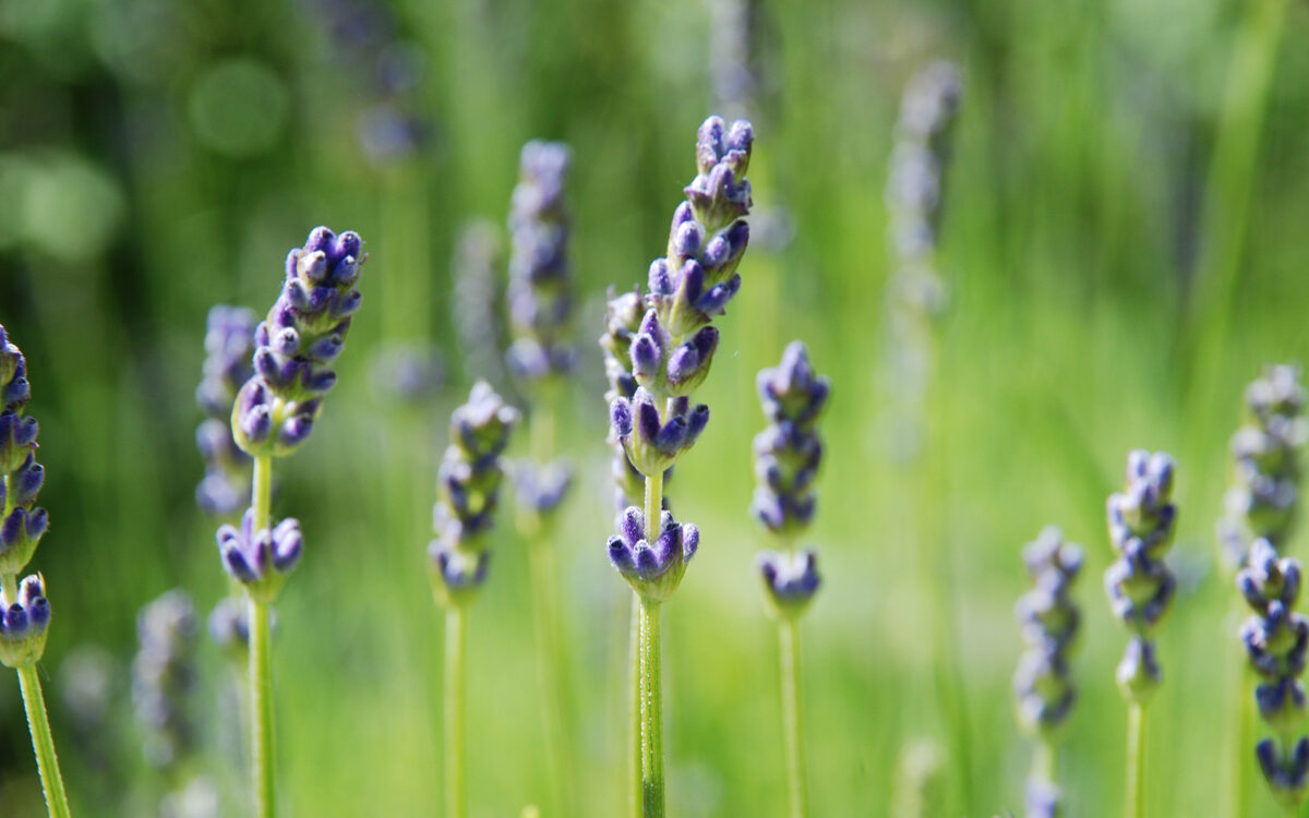 lavendel-II Lavendelblüten