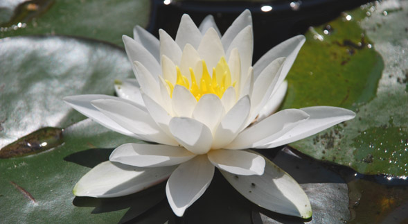 Foto von weissem Lotos